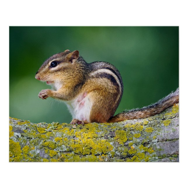 Mama Chipmunk Poster (Vorderseite)