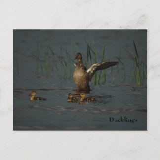 Mama Duck avec carte postale