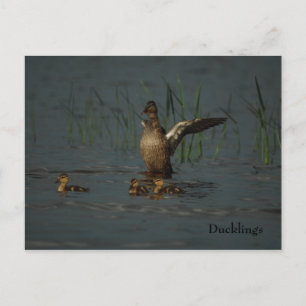 Mama Duck mit Postkarte