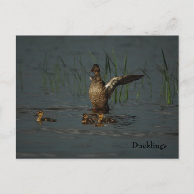 Mama Duck mit Postkarte (Vorderseite)