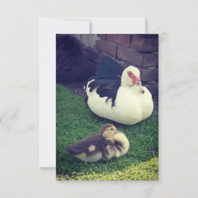 Mama-Ente, Baby und sonniger Hintern. Karte (Vorderseite)