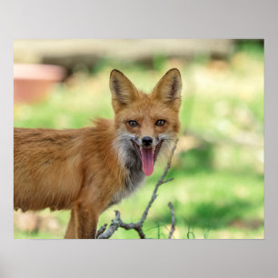 Mama Fox im Hudson Valley Poster