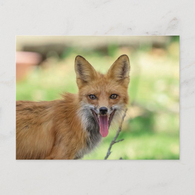 Mama Fox im Hudson Valley Postkarte (Vorderseite)