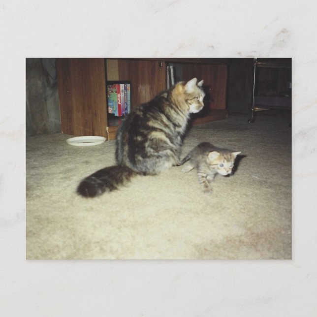 Mama Katze mit Kätzchen Postkarte (Vorderseite)