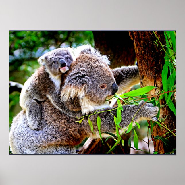 Mama Koala und Baby Joey in a Tree Poster (Vorne)