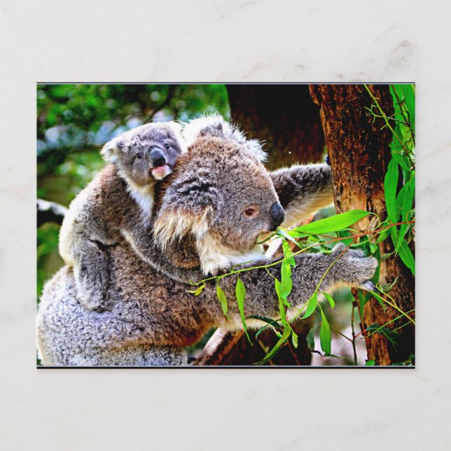 Mama Koala und Baby Joey in a Tree Postkarte (Vorderseite)