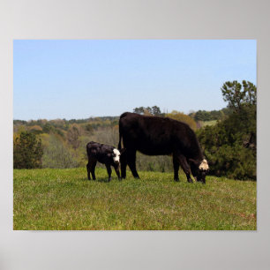 Mama Kuh und Kalb in Texas Weide Poster