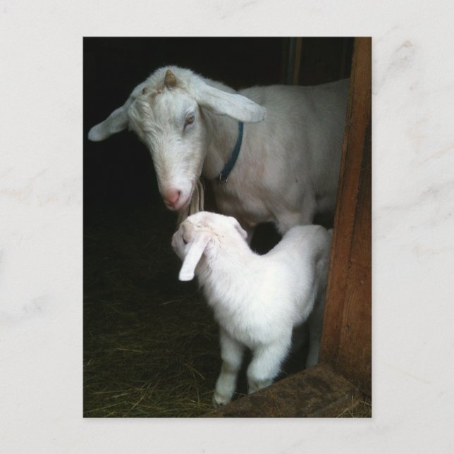 Mama mit Baby-Goat-Postkarte Postkarte (Vorderseite)