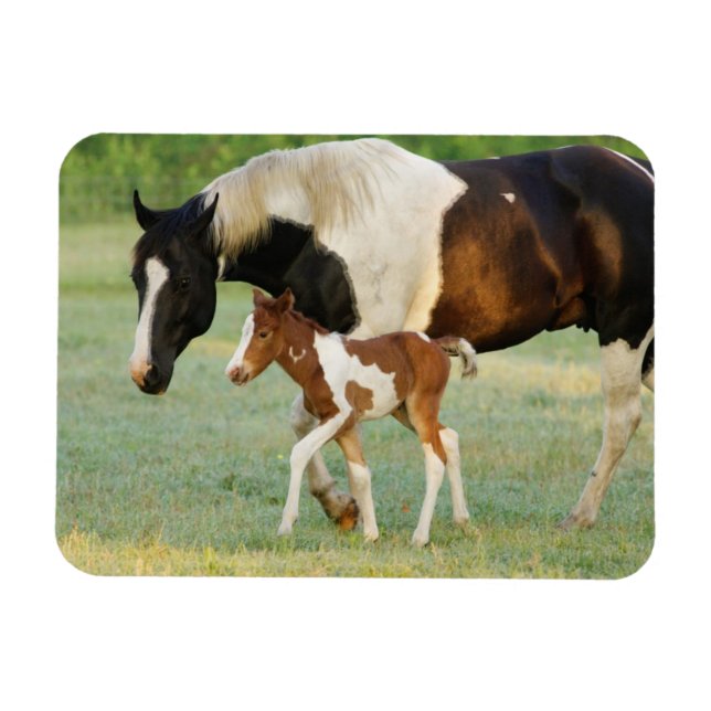 Mama & Paint Filly Magnet (Horizontal)
