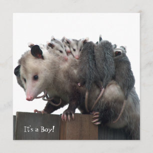 Mama Possum Faire-part photo de naissance humorist
