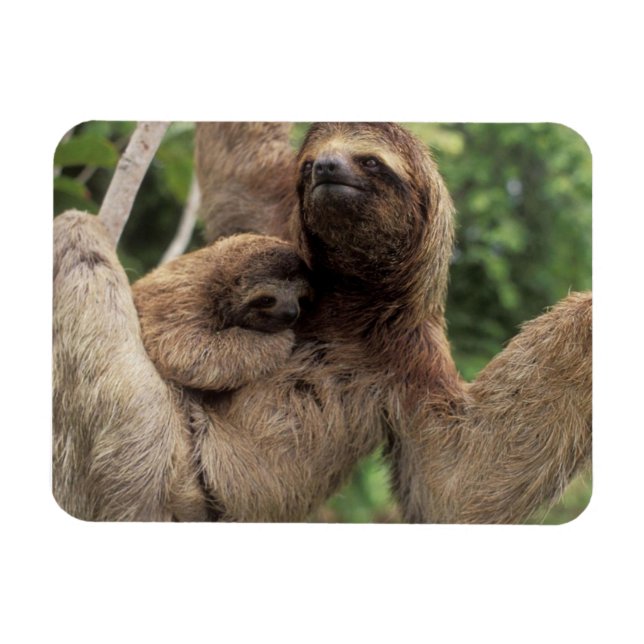 Mama Sloth Et Baby Magnet (Horizontal)