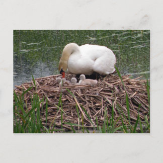 Mama Swan Tending to Cygnets Postcard (2) Postkarte
