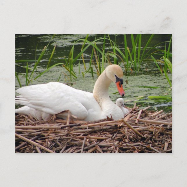 Mama Swan und Baby Postcard Postkarte (Vorderseite)