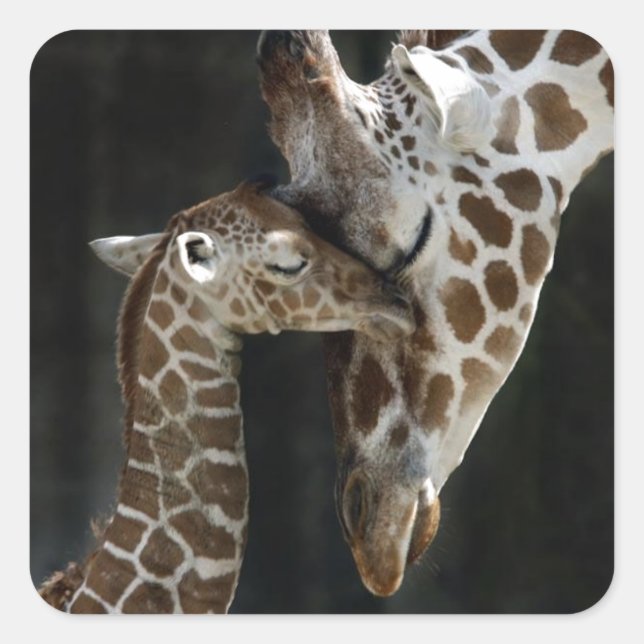 Mama und Baby Giraffe Cuddle Quadratischer Aufkleber (Vorderseite)