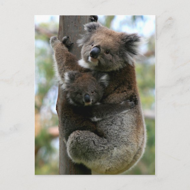 Mama und Baby Koala Postkarte (Vorderseite)
