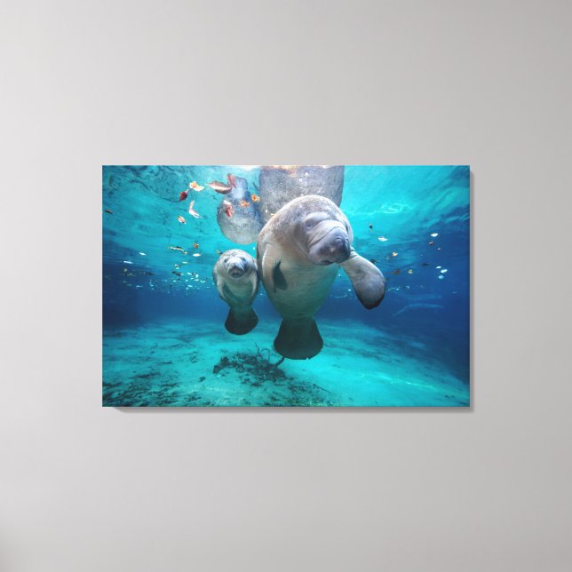 Mama und Baby Manatee (drei Schwesternfedern) Leinwanddruck (Vorderseite)