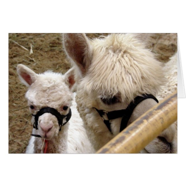 Mama und Krim (Vorderseite (Horizontal))