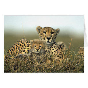 Maman de guépard et carte de CUB