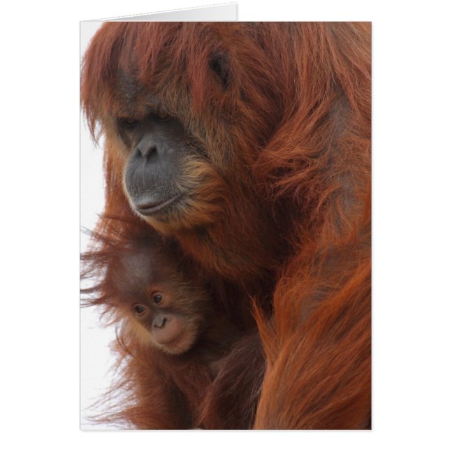 Maman et bébé Orangutan (Devant)