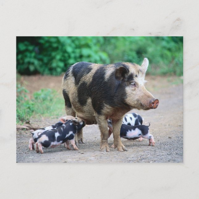 Maman et enfants - Carte postale Piggy (Devant)