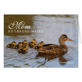 Maman Extraordinaire : Un Mallard Prolifique Hen