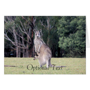 Maman Kangaroo avec Joey bébé dans sa poche