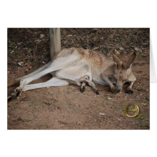 Maman Kangaroo avec Joey dans la poche