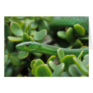 Mamba vert de l'Est (Dendroaspis Angusticeps)