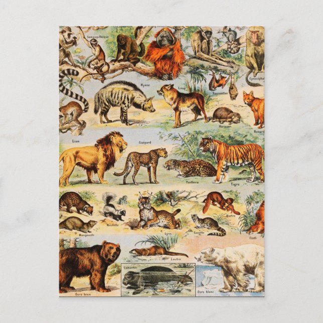 Mammal Kingdom Postkarte (Vorderseite)