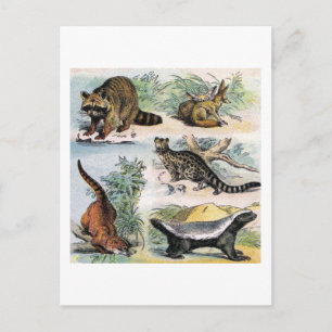 Mammals: five small illustriert postkarte