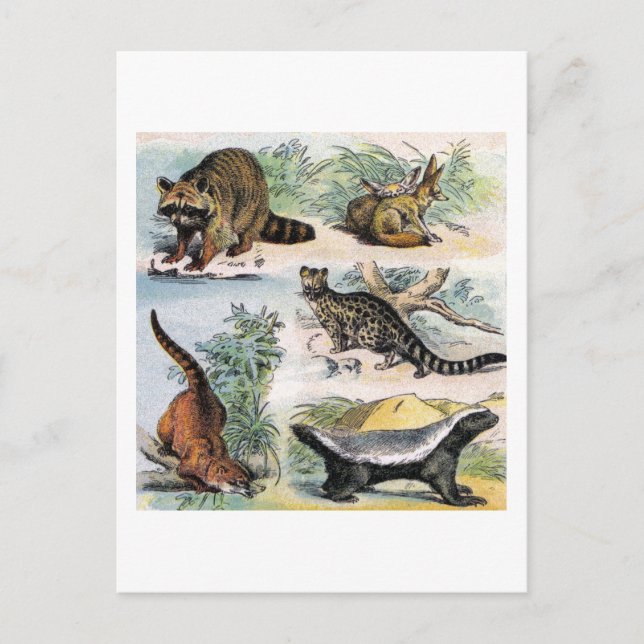 Mammals: five small illustriert postkarte (Vorderseite)