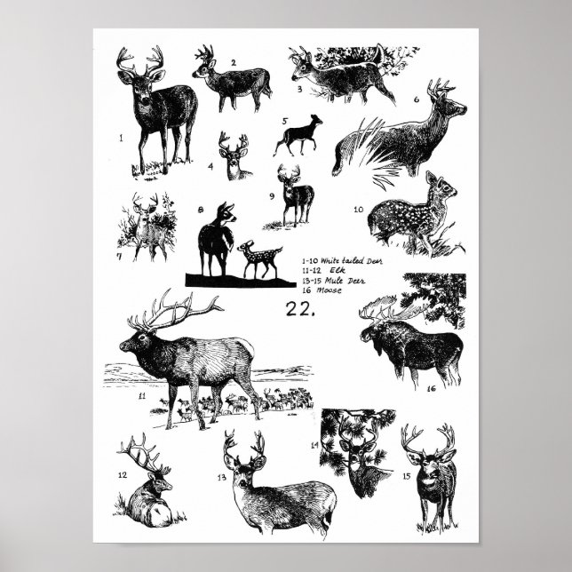 MAMMALS POSTER (Vorne)
