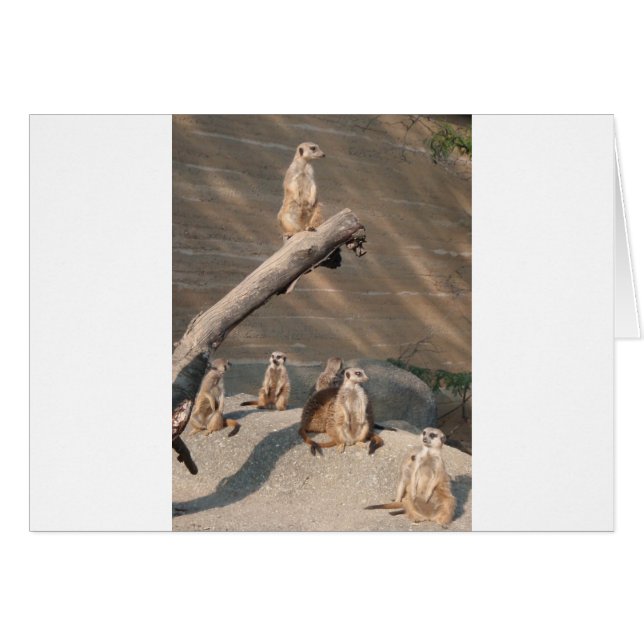 Mammifères sauvages Meerkat d'animaux (Devant horizontal)
