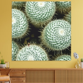 Mammillaria hahniana leinwanddruck