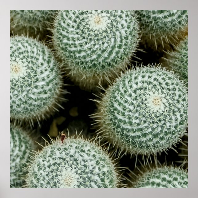 Mammillaria hahniana poster (Vorne)