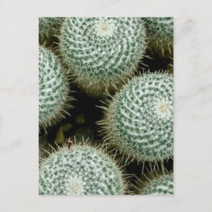 Mammillaria hahniana postkarte