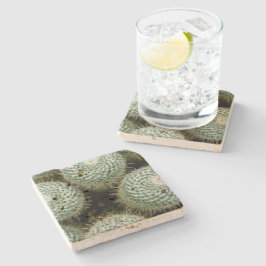 Mammillaria hahniana steinuntersetzer