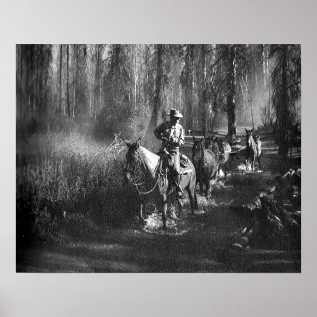 Mammoth Mules Poster (Vorne)