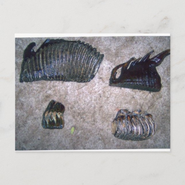 MAMMOTH TEETH (2) POSTKARTE (Vorderseite)