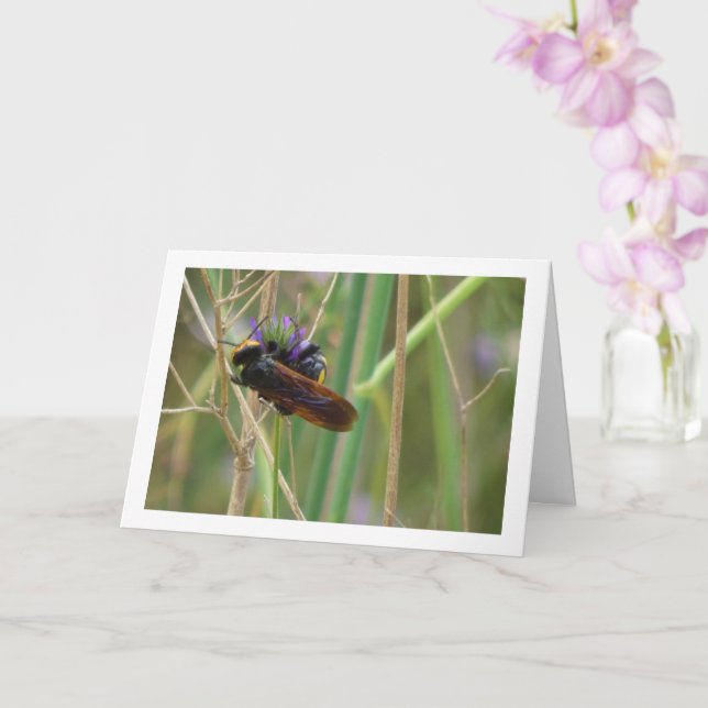 Mammoth wasp - Megascolia maculata Card Karte (Orchidee)