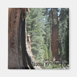 Mammutbaum-Nationalpark General-Sherman Tree- Magnet