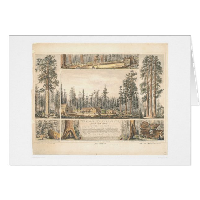 Mammutbaum-Waldung (0976A) (Vorderseite (Horizontal))