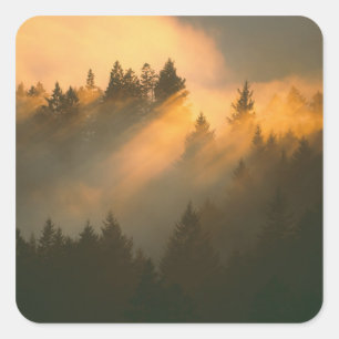 Mammutbäume im Küstennebel, Marin County, Quadratischer Aufkleber