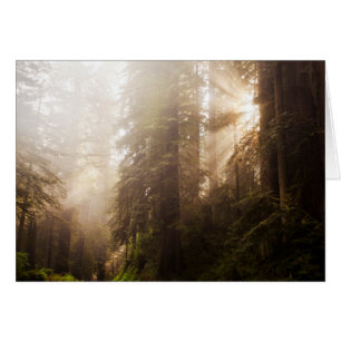 Mammutbäume im Morgennebel mit Sonnenstrahlen