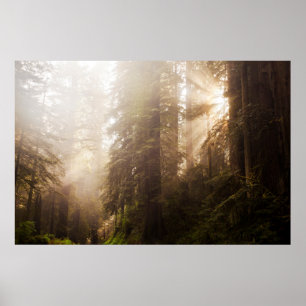 Mammutbäume im Morgennebel mit Sonnenstrahlen Poster