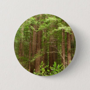 Mammutbäume im Muir Woods National Monument Button