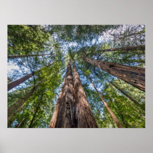 Mammutbäume Marin County, Kalifornien Poster