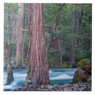 Mammutbäume & Merced River Yosemite National Park, Fliese