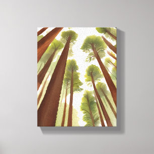 Mammutbäume Redwood Nationalpark Aquarell Leinwanddruck