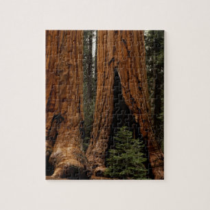 Mammutbäume, Sequoia-Nationalpark.